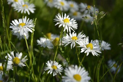 Flowers Of Chamomile On A Green Grass Background Summer Blooming