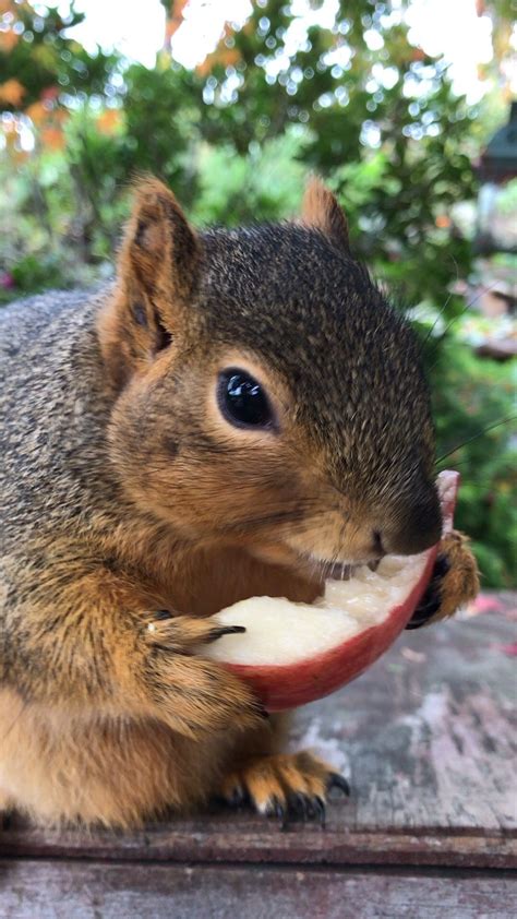 Num Num Num I Loves Apple Cute Squirrel Squirrel