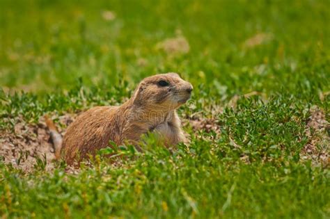 Prairie Dog At His Burrow Stock Photo Image Of Rodent 23288604