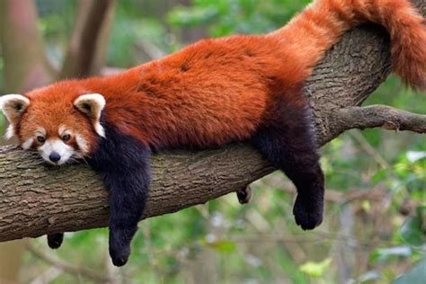 International Red Panda Day 2022 History Significance And Interesting