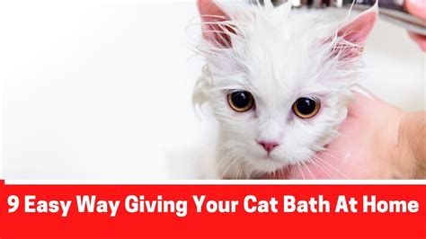How To Give Your Cat A Bath 9 Steps You Can Follow Easily At Home