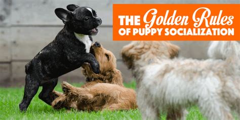 All dogs go through what's called a critical socialization period, where the young puppies are more accepting of new things. 6 Golden Rules Of Puppy Socialization (+ Free Bonus)