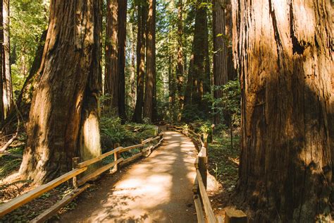 Traffic To Muir Woods National Monument Not Expected To Ease Anytime