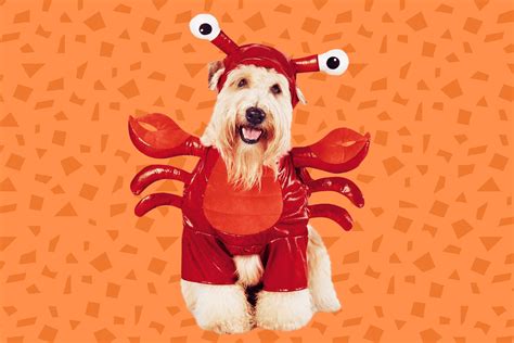 18 Best Dog Halloween Costumes 2021 Daily Paws