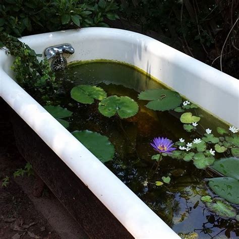The two prints define the bathtub. Clawfoot Tub Turned Garden Pond! | Garden bathtub ...