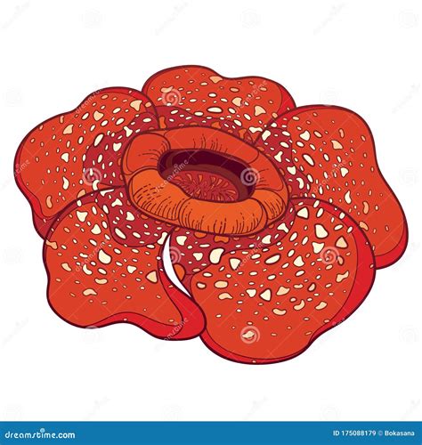 Rafflesia Stock Illustrations 204 Rafflesia Stock Illustrations