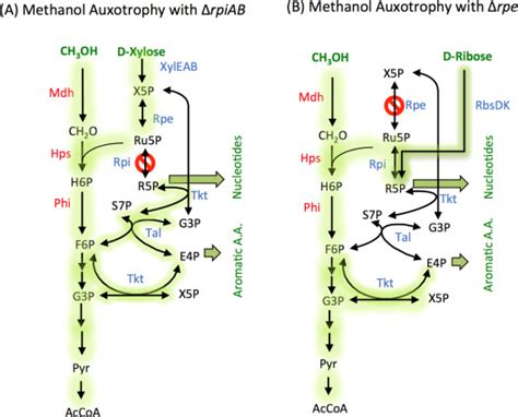 Synthetic Methanol Auxotrophy Of Escherichia Coli For Methanol Dependent Growth And Production