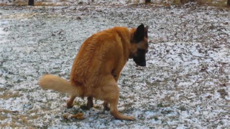 Dog Taking a Poop - YouTube
