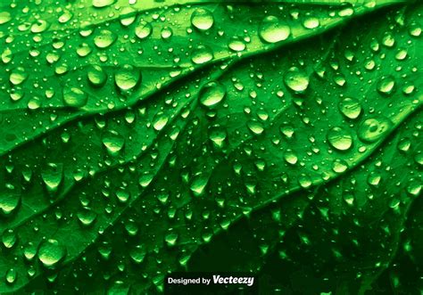 Realistic Green Leaf Texture With Water Drops Vector Download Free
