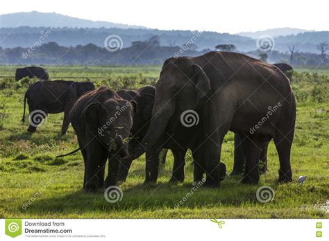 Elephants Grazing At Kaudulla National Park In The Late Afternoon