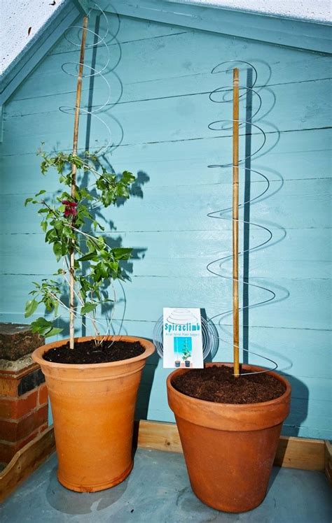 Spiral Metal Plant Supports Spiraclimb Climbing Plants Trellis