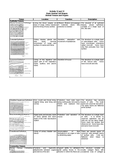Temperature preservation of human and animal tissues and of its. Basic Animal Cell Shapes & Animal Tissues and Organs ...