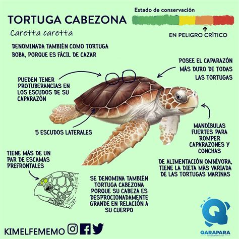 Representar Debilidad Mierda Partes Del Cuerpo De Las Tortugas Muchos