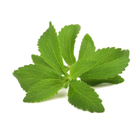 Stevia Leaves Powder Stevia Rebaudiana Bixa Botanical International