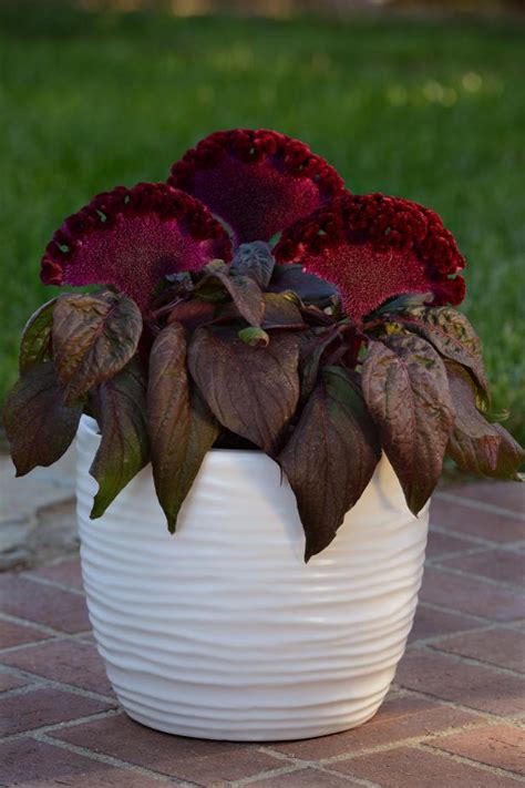 Even though cactus are extremely drought tolerant, they do need more water during the growing season (especially if you want them to bloom). Horrible Houseplants to Grow for Halloween | HGTV