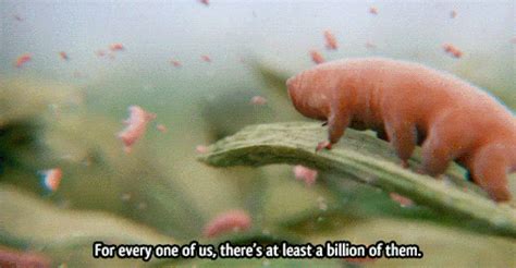 Tardigrades Also Known As Water Bears Or Moss Piglets Water Dwelling