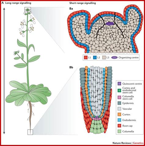 Mitochondria are thought to play crucial roles in the maintenance of pluripotency, differentiation, and reprogramming of induced pluripotent stem cells. Plant Developmnet-Introduction