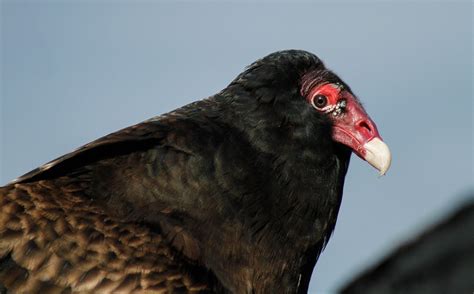 Turkey Vulture Audubon Field Guide