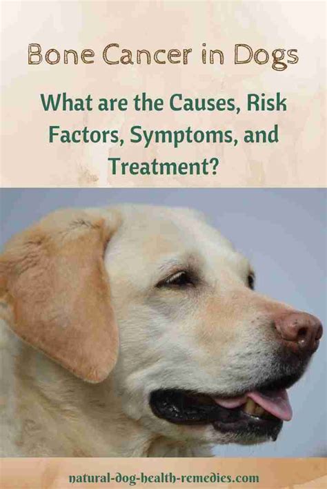 Bone Cancer In Dogs Osteosarcoma Symptoms And Treatment