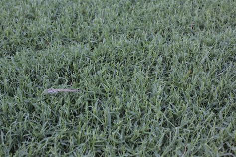Growing Summer Bermuda Grass In Late June In Phoenix Arizona Byan Wong