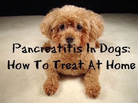 Home » dogs » dog nutrition & feeding » the best commercially available dog food for pancreatitis. How To Treat Pancreatitis In Dogs At Home - YouTube ...