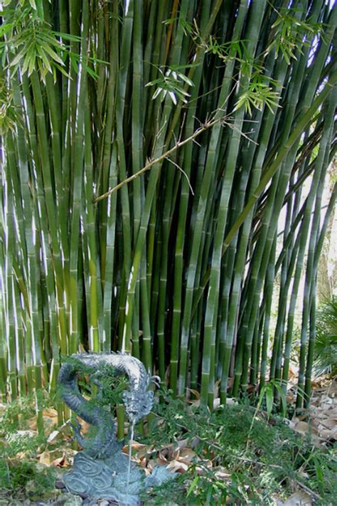Great savings & free delivery / collection on many items. Buy Giant Weavers Royal Bamboo Plants - FREE SHIPPING ...
