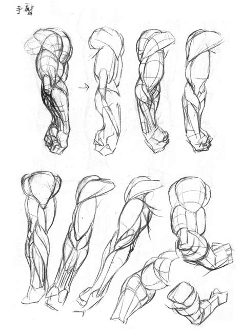 Male Anatomy Drawing Reference The Anatomy Bundle Jazza Studios