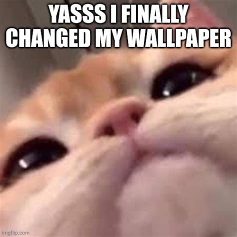 Yasss Cat Meme