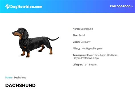 Dachshund Dog Breed Information Dog Breeds