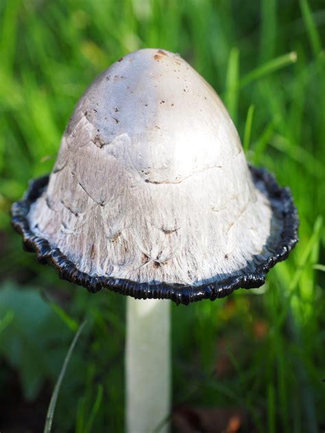 Free Images White Flower Wild Close Up Fungus Symmetry Agaricus