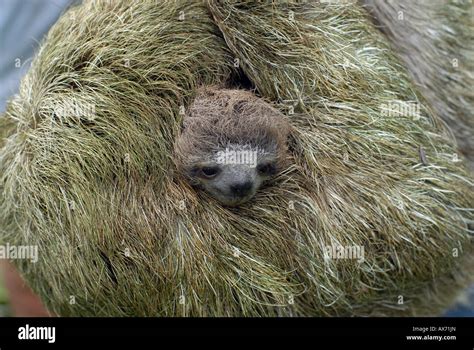 Mother And Baby Sloth In The Jungles Of Panama Three Toed Sloth Stock