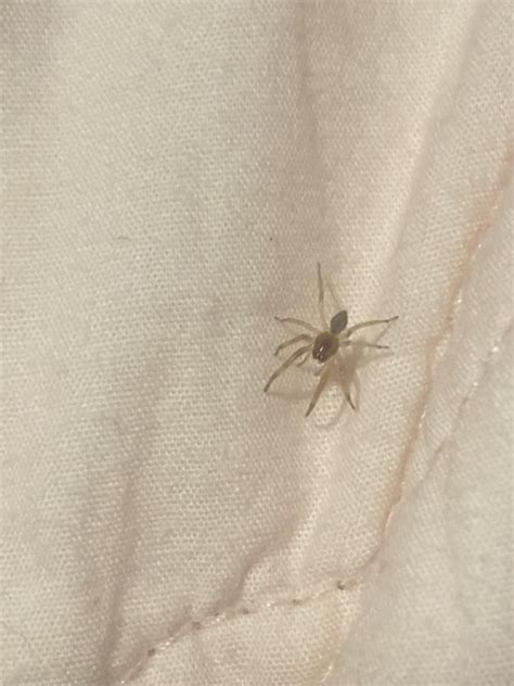 Id Request Small Brown Reddish Brown Spider Found In Georgia Ive