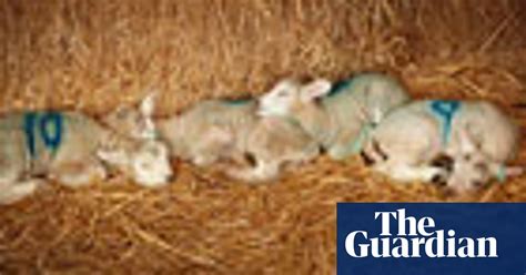 Lambing Season Begins In Pictures Environment The Guardian