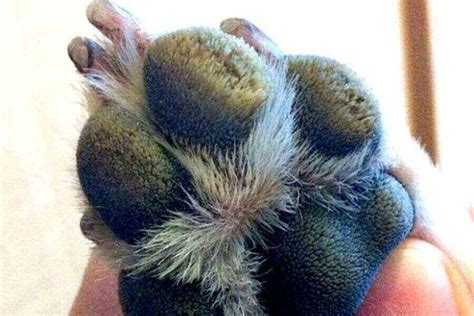 Why Your Dog Is Limping With A Swollen Paw Misfit Animals