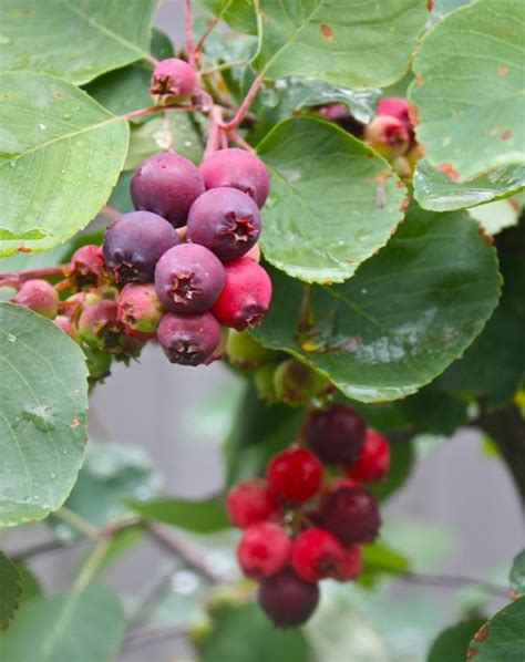 This version of the pie is served at riverbend plantation in saskatoon, saskatchewan, canada. Traditional Canadian Prairie Wild Saskatoon Berry Pie