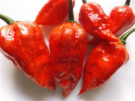 Bhut Jolokia Ghost Peppers 10 Seeds And Super Hot Dried Ghost Etsy Stuffed Peppers Ghost