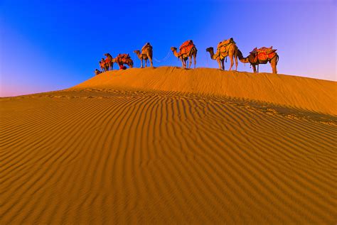 A Line Of Camels Mounts A Rise In The Kanoi Sand Dunes Thar Desert