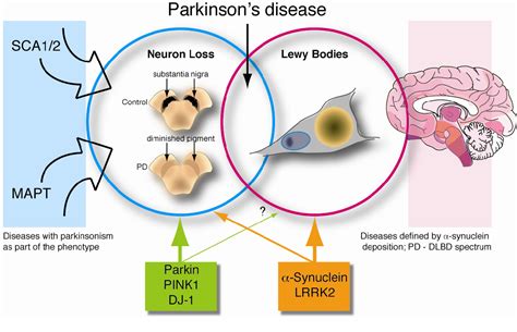 Is Parkinson Disease Genetically Transmitted