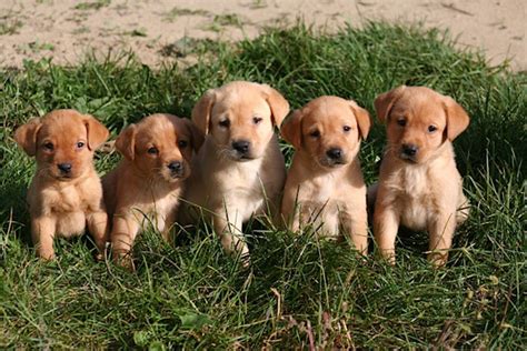We have an amazing selection of lab puppies that are looking for their forever families! Puppies For Sale Mn - petfinder