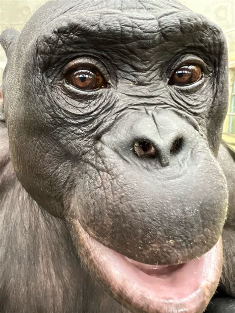 Ape Cognition And Conservation Initiative On Twitter Dyk Kanzi Stands For “treasure” In