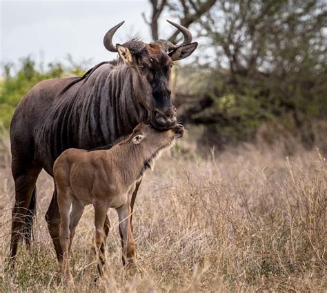 A Blue Wildebeest With Her New Calf Kruger National Park South Africa