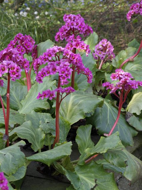 Bergenie / bergenia or elephant ears (variety) by mike reichardt. Saxifrage, Bergenia