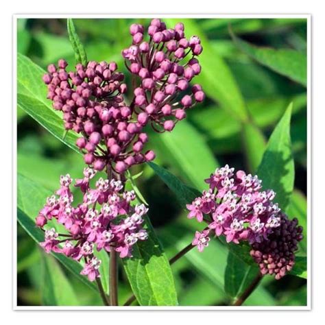 From north carolina to the florida panhandle and alabama. Pin on Missouri wildflowers
