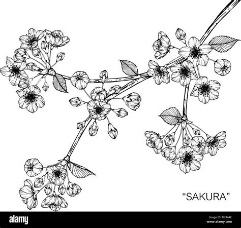 Sakura Black And White Stock Photos And Images Alamy