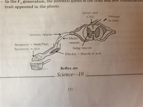 What Is A Reflex Action Draw A Neat Labelled Diagram Of A Reflex Arc Porn Sex Picture