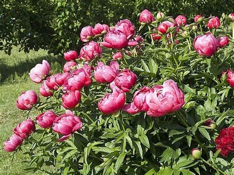 Molto simile alla peonia giapponese è la peonia anemona o peonia aneomine. Peonie erbacee - Piante da giardino - Peonie erbacee giardino