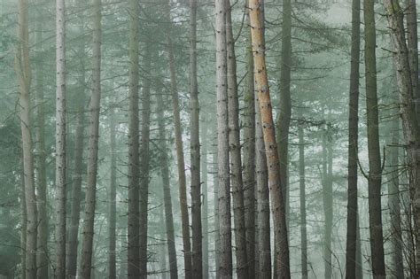 Misty Pine Tree Forest Nature Photos Creative Market