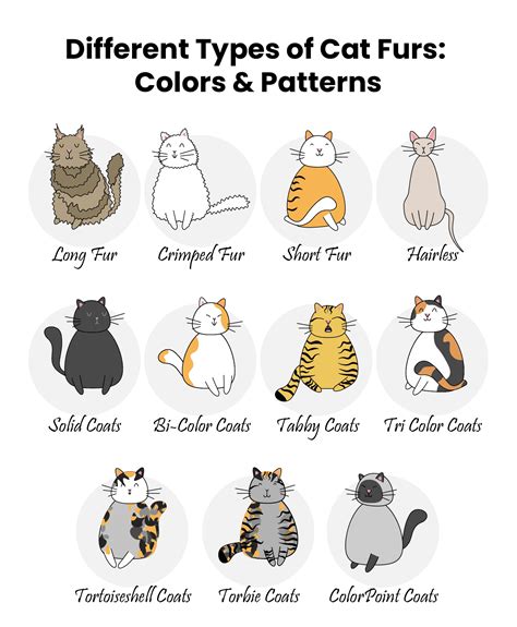 15 Different Types Of Cat Furs Colors And Patterns With Pictures
