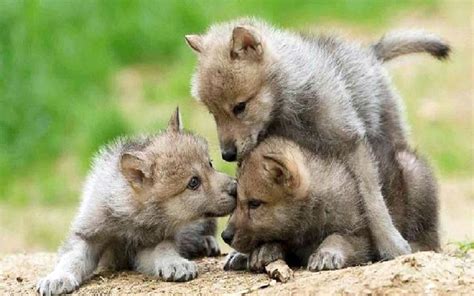 Wolf Pups At Play Wolf Welpen Baby Wölfe Wilde Tiere