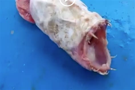 Video What Is This Scary Fish Deep Sea News